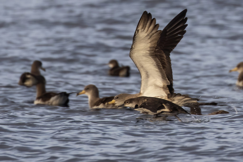 Cory's and Balearic Shearwaters off Tarifa.