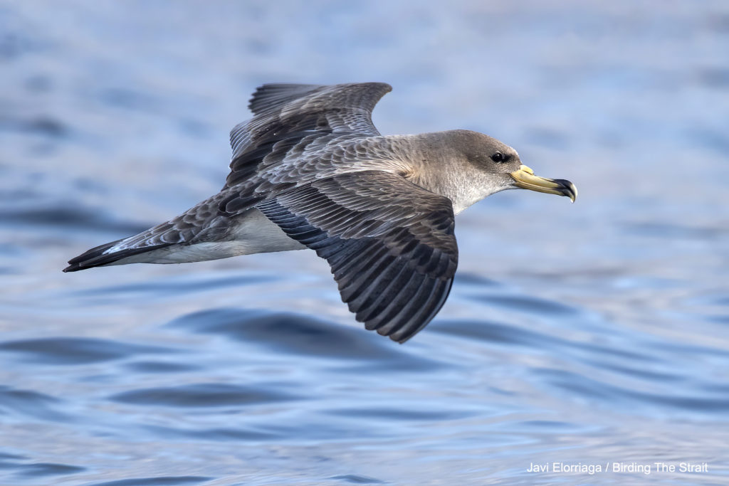 Cory's shearwater in the Strait of Gibraltar.