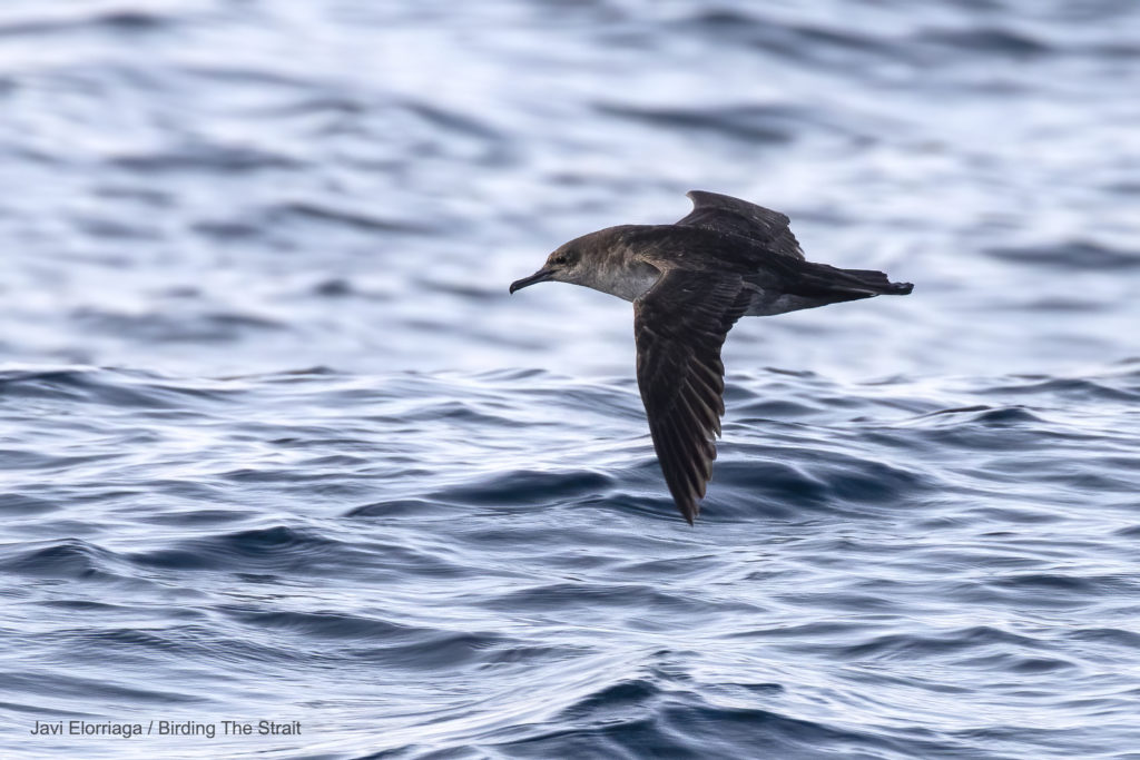 Balearic Shearwater in the Strait of Gibraltar. Birding The Strait.