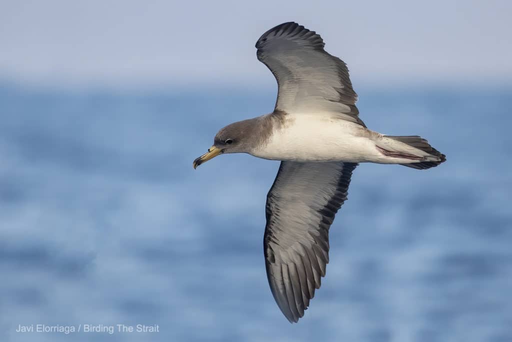 Cory's Shearwater in the Strait of Gibraltar. Birding The Strait