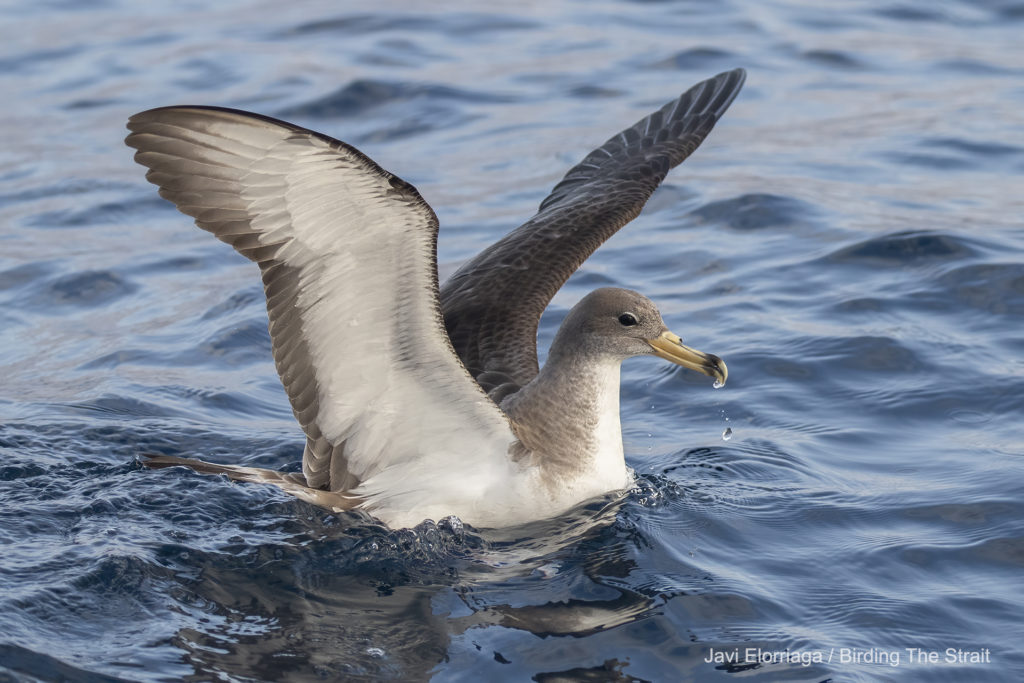 Cory's Shearwater in the Strait of Gibraltar. Birding The Strait.