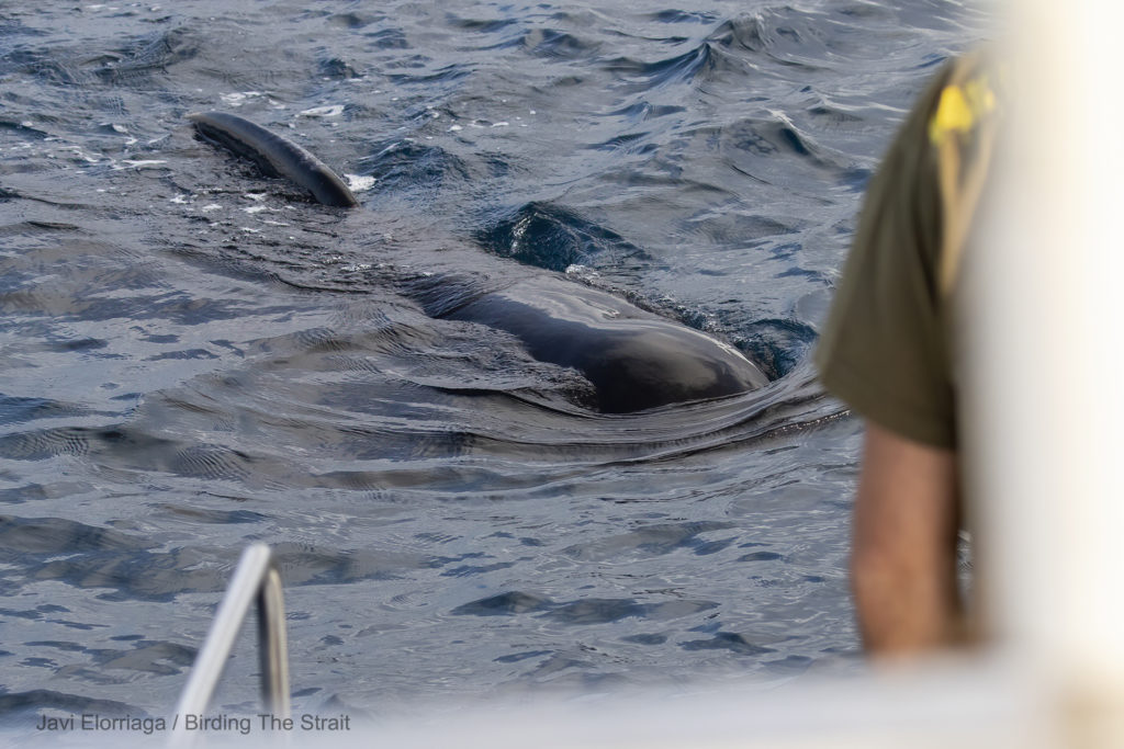 Pilot Whale in the Strait of Gibraltar. Birding The Strait.