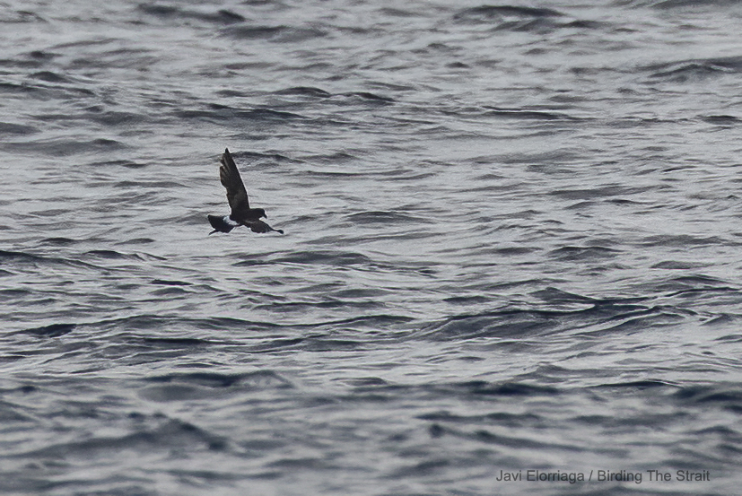 Wilson's Storm Petrel in te Strait of Gibraltar. Birding The Strait.